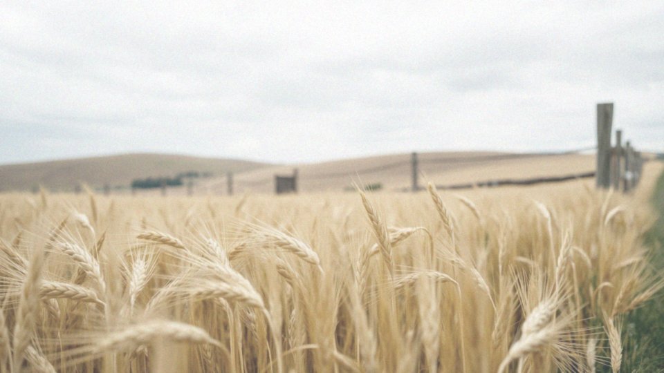 W jakich zbożach występuje gluten?