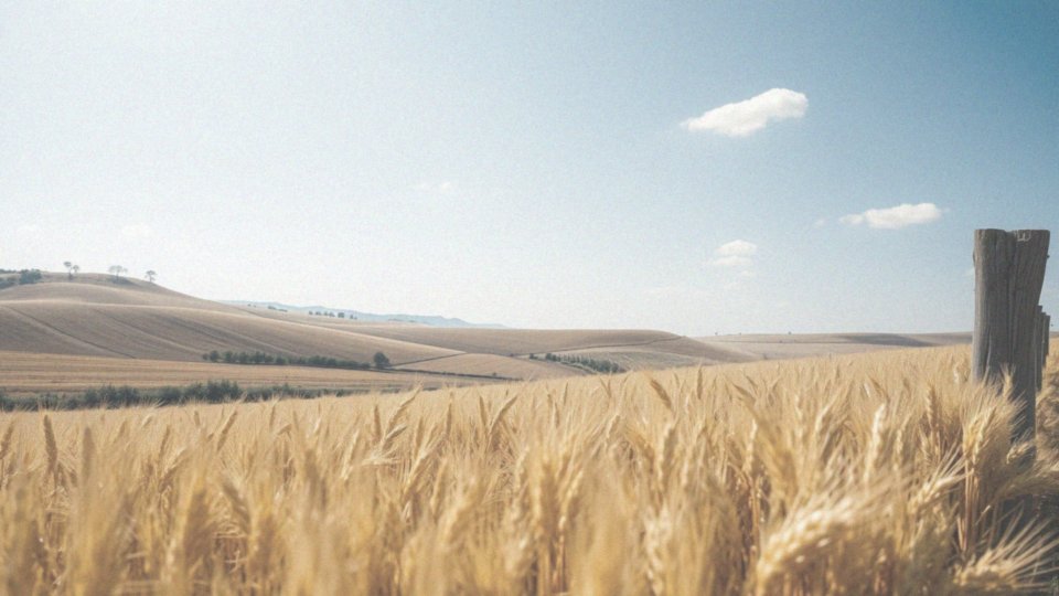 Jakie są różne rodzaje zbóż?